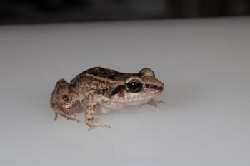 Media type: image;   Herpetology A-148549